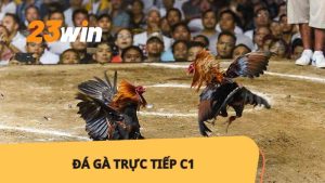 Đá Gà Trực Tiếp C1